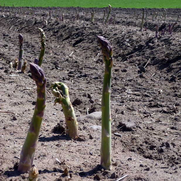asparagus