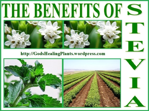 All Natural, Healthy Stevia